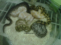 Baby Pythons